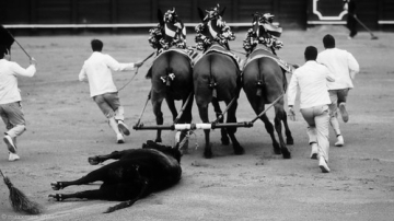 Corrida • <a style="font-size:0.8em;" href="http://www.flickr.com/photos/93987314@N06/8764475495/" target="_blank">View on Flickr</a>