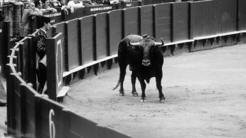 Corrida • <a style="font-size:0.8em;" href="http://www.flickr.com/photos/93987314@N06/8764368515/" target="_blank">View on Flickr</a>